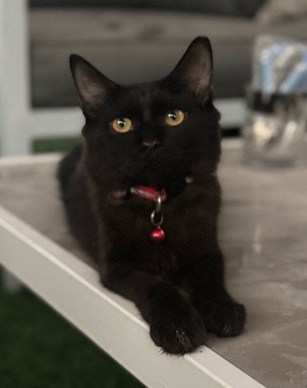 Bella