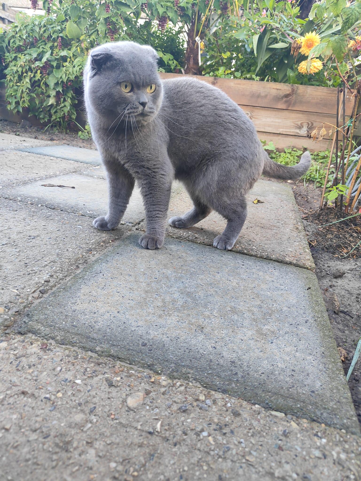 Crypto - Verhuisdieren.nl