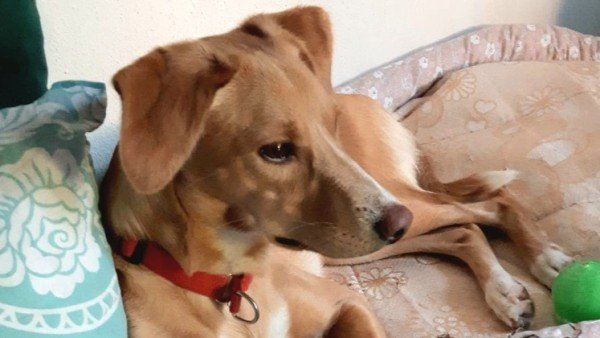 Daisy (Darcy)