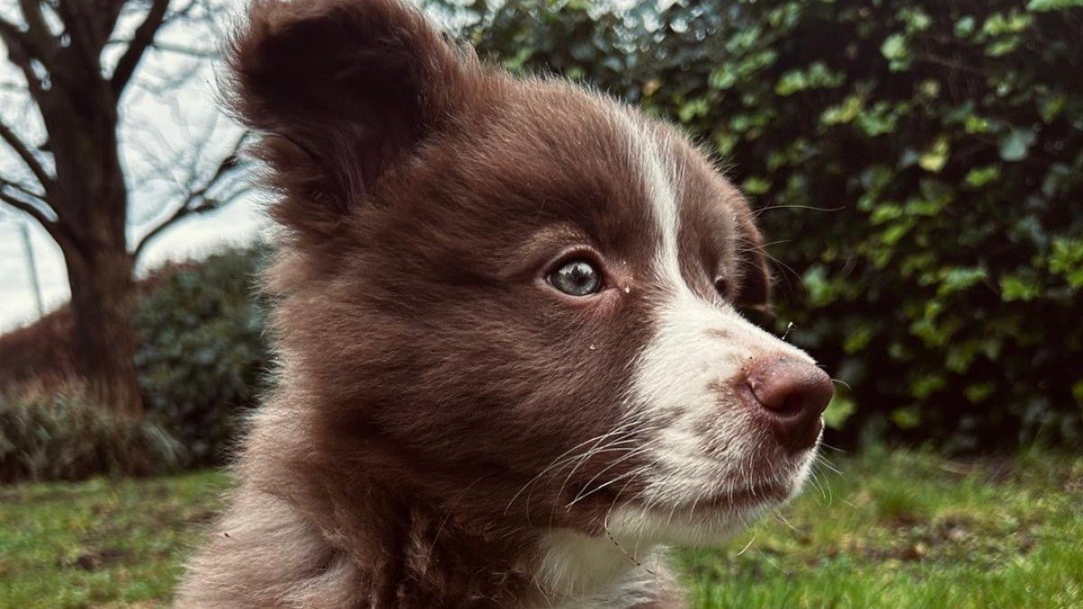 Nala
