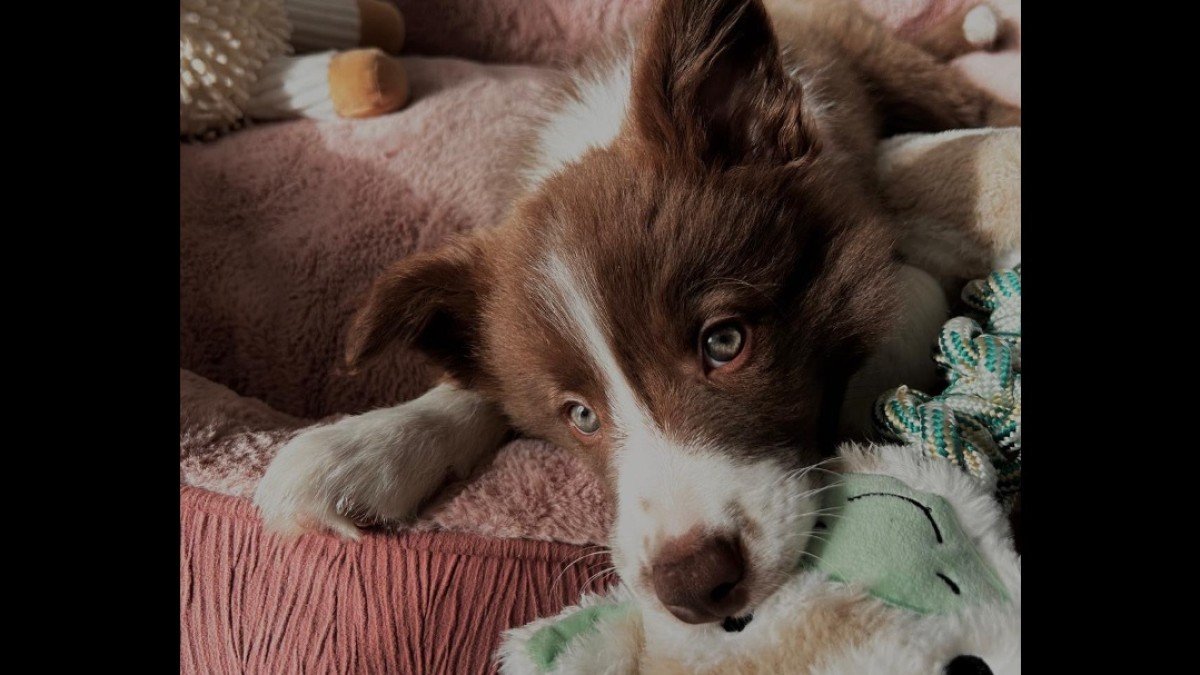 Nala