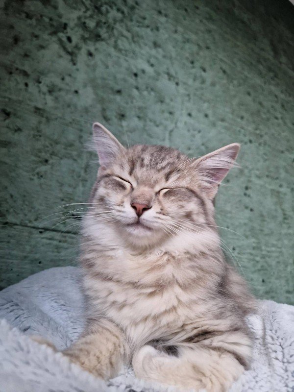 Lilo
