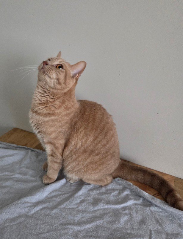 Simba