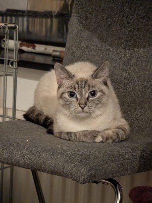 Nala