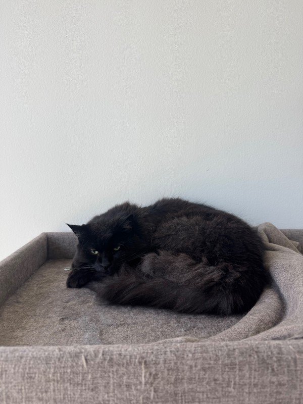 Loki