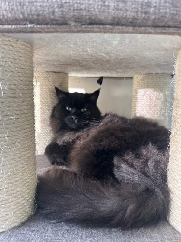 Loki