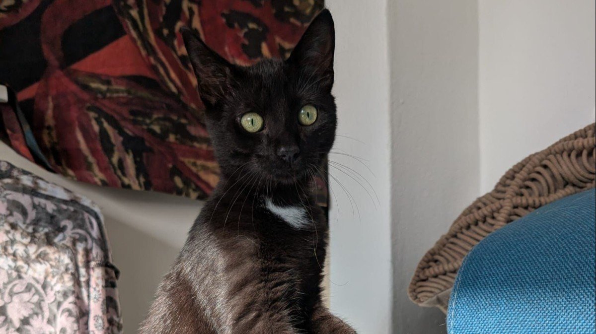 Zorro