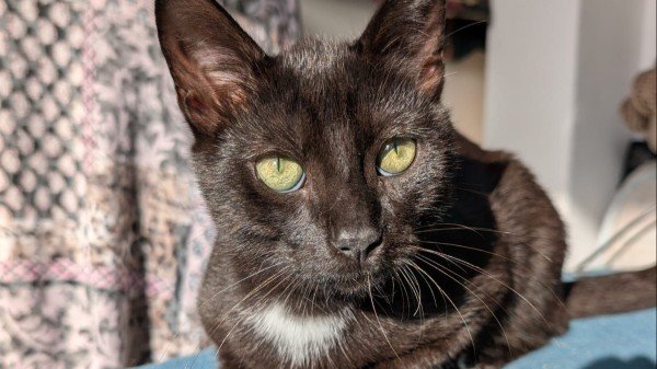 Zorro