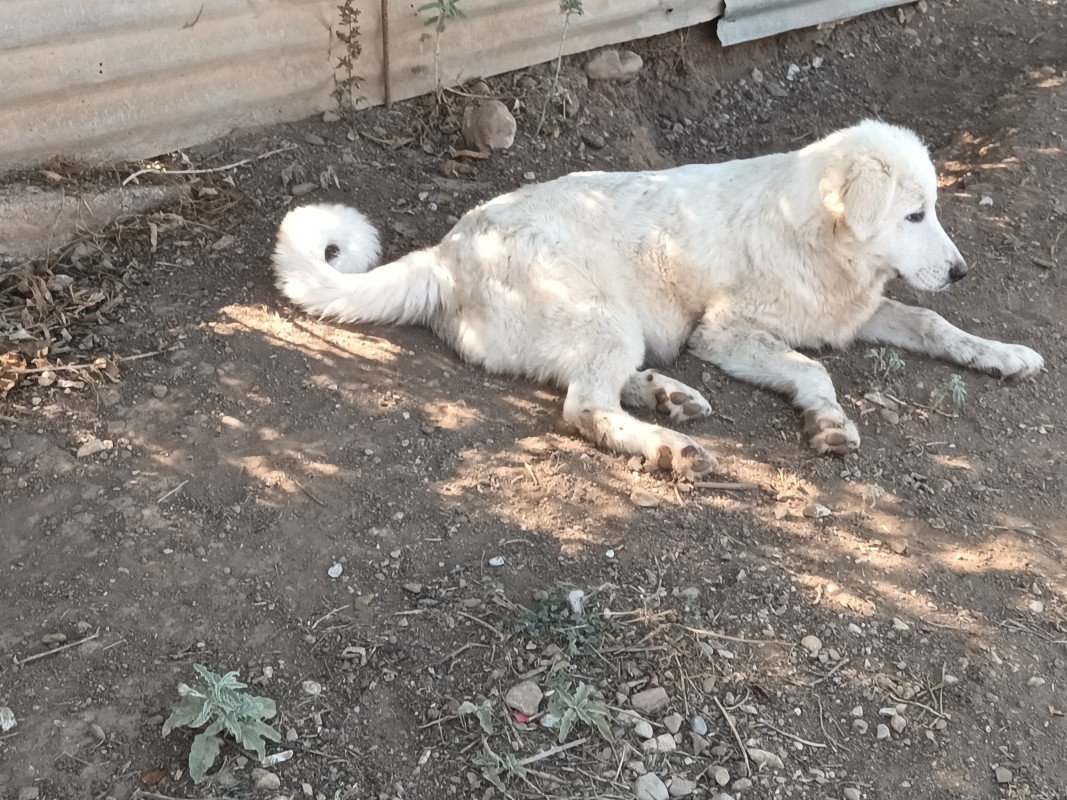 Victor