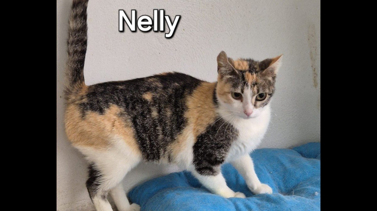 Nelly