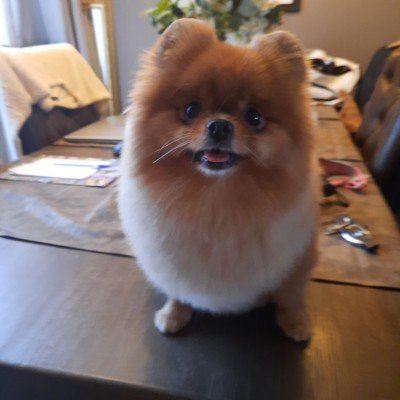Desie