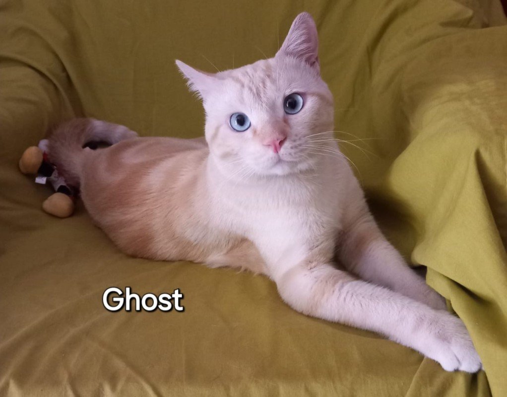 Ghost