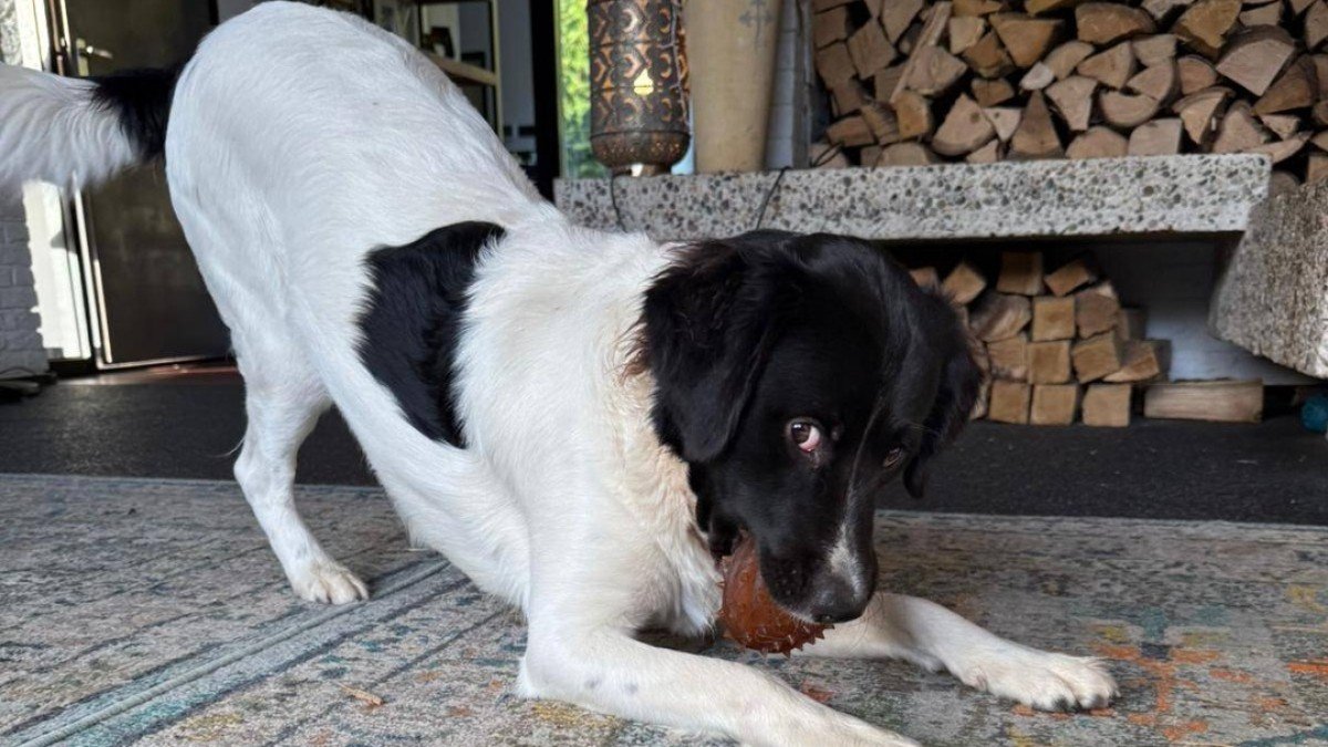 Luca