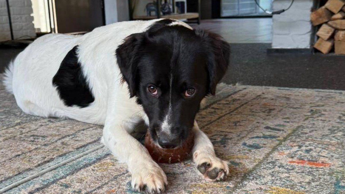 Luca