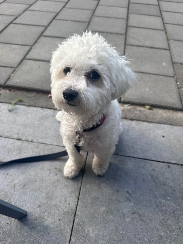 Rosie