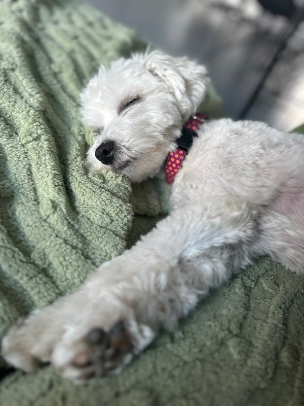 Rosie