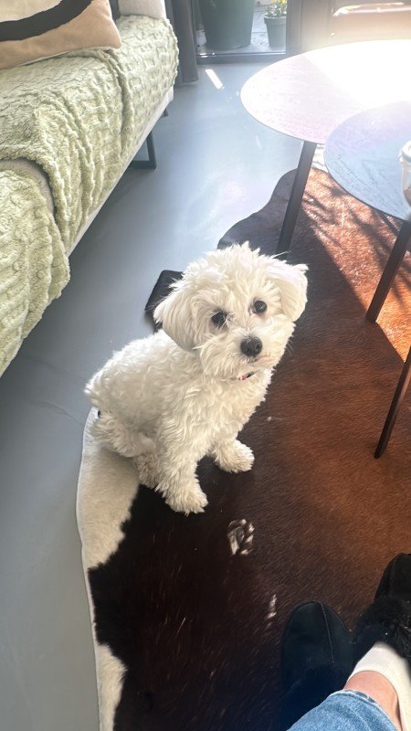 Rosie