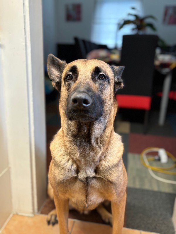 Diva