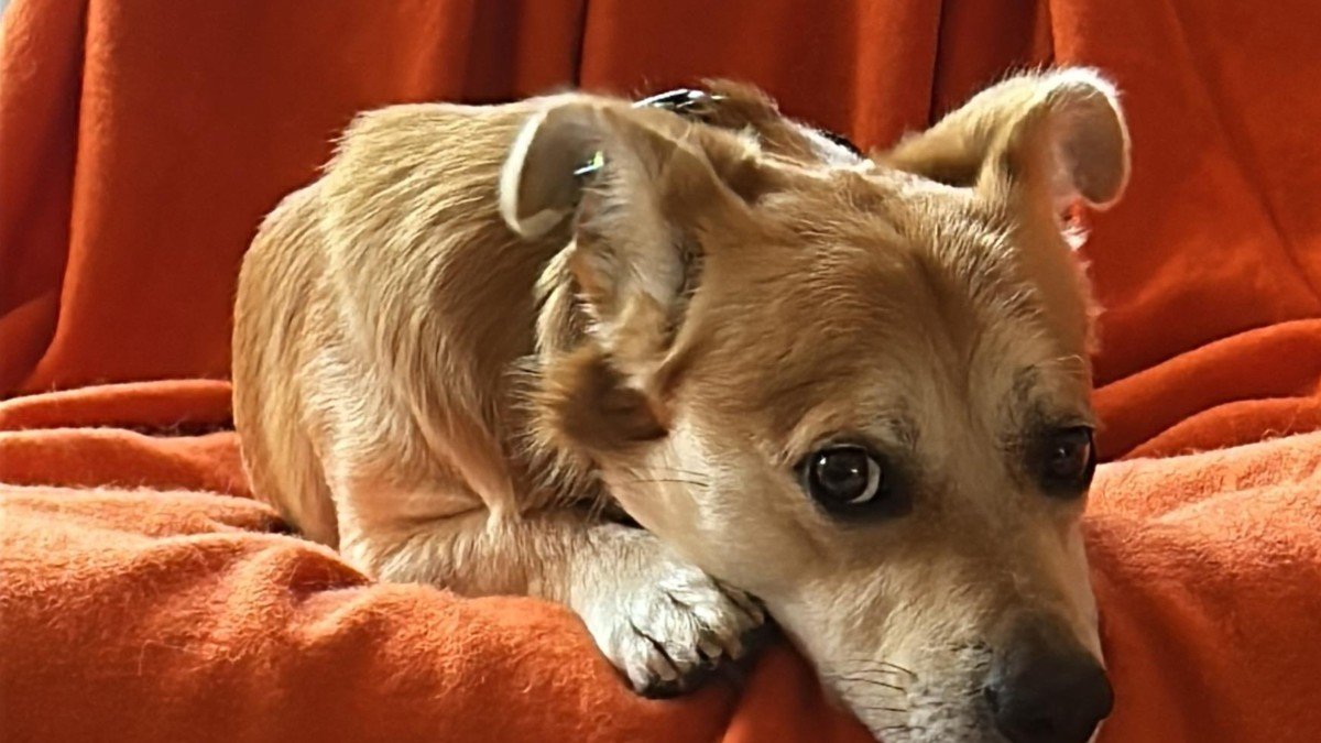 Luca
