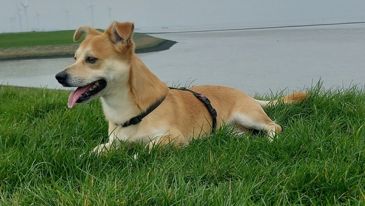 Luca