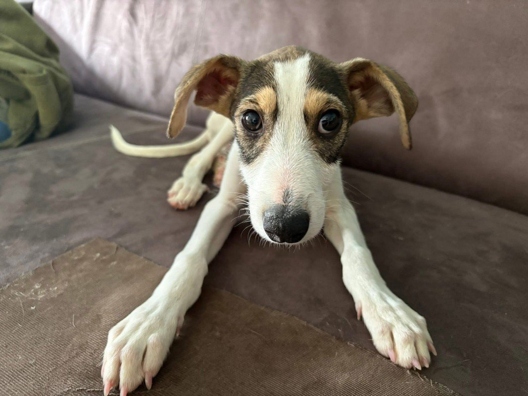 Louie