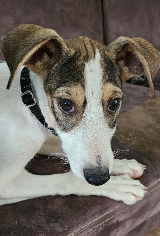 Louie