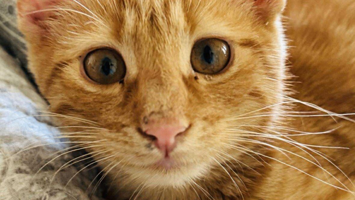 Findus