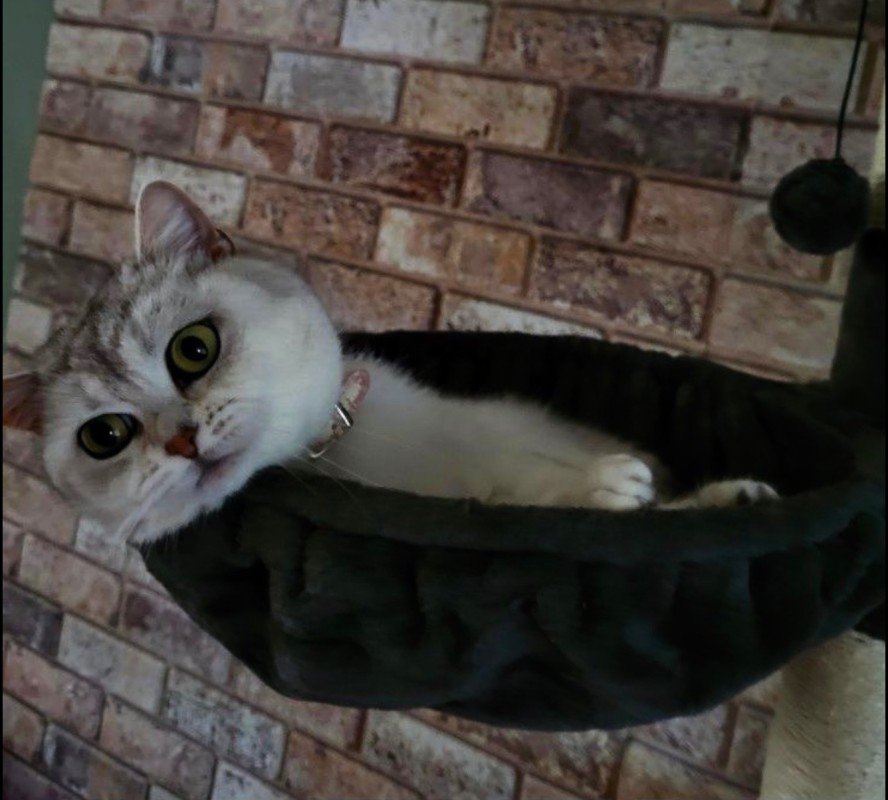 Puck