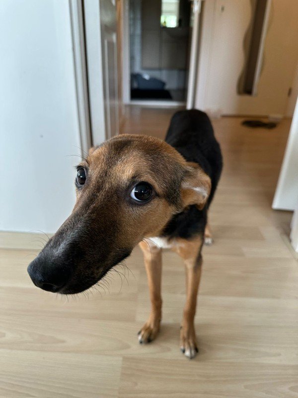 Myko