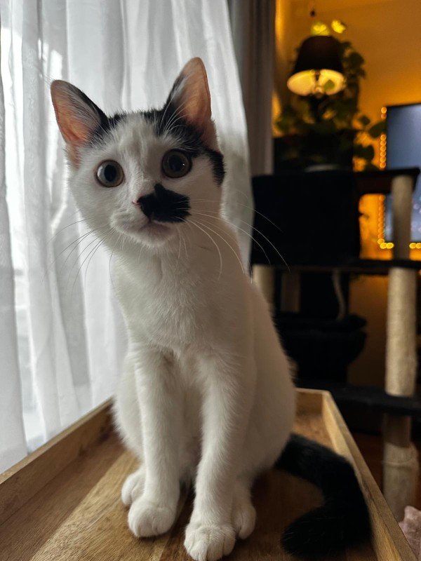 Jack