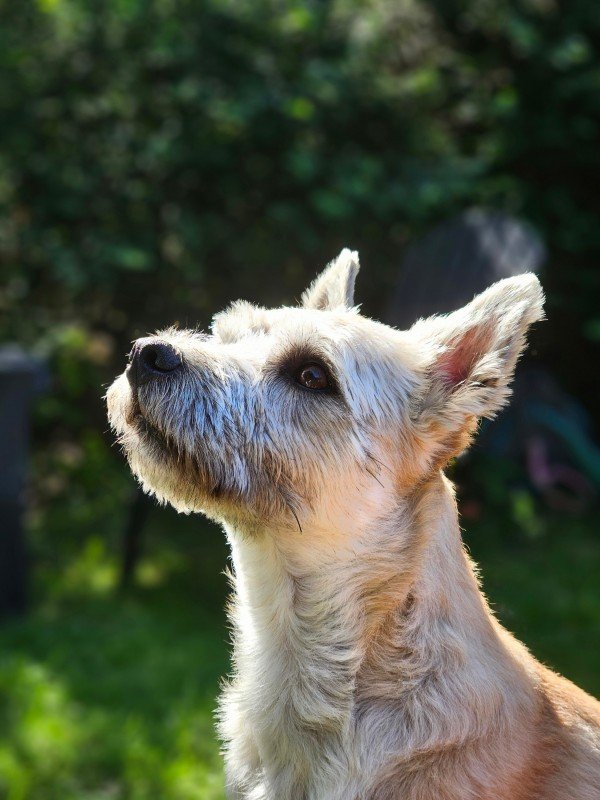 Lupo