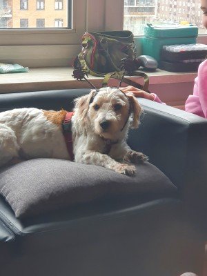 Joep