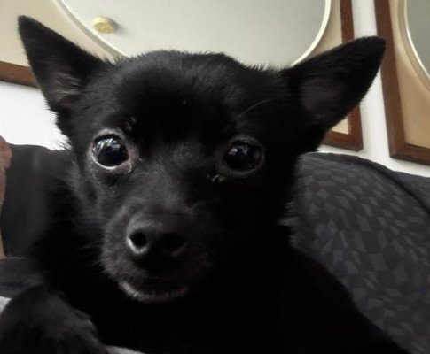 Gizmo