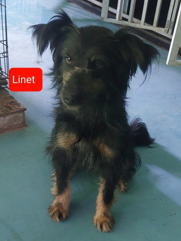 Linet