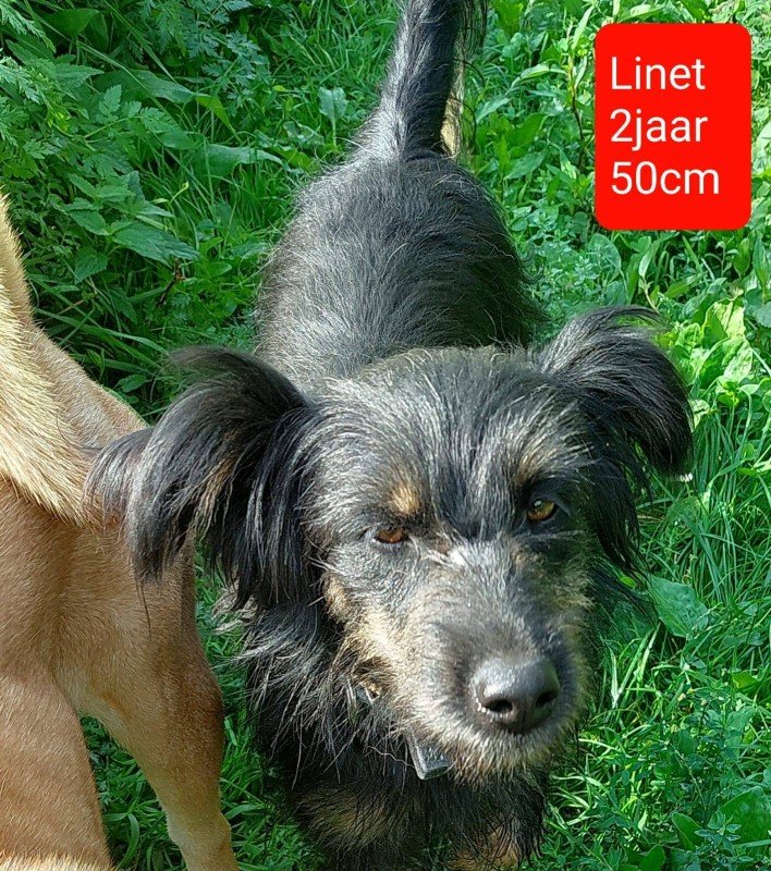 Linet