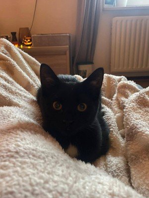 Loki
