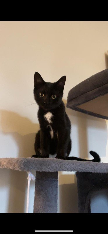 Loki