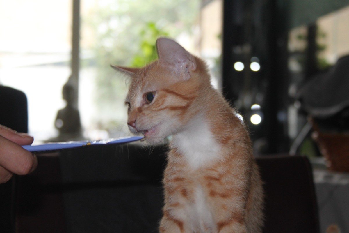 Freddie