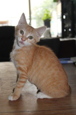 Daphne