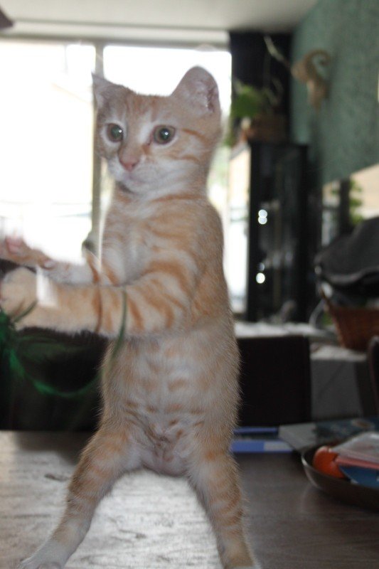 Daphne