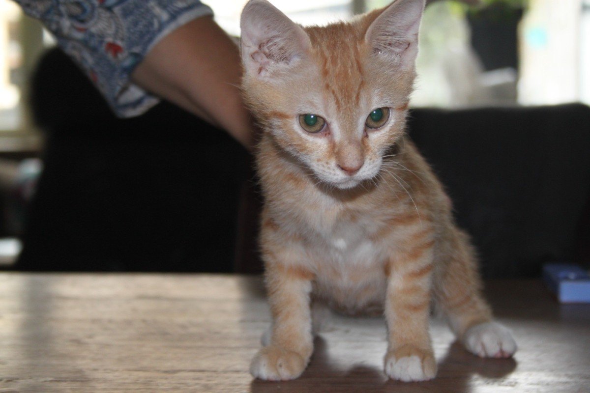 Daphne