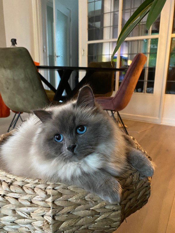 Belle