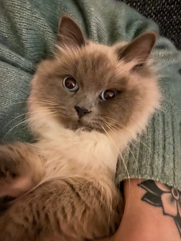Belle