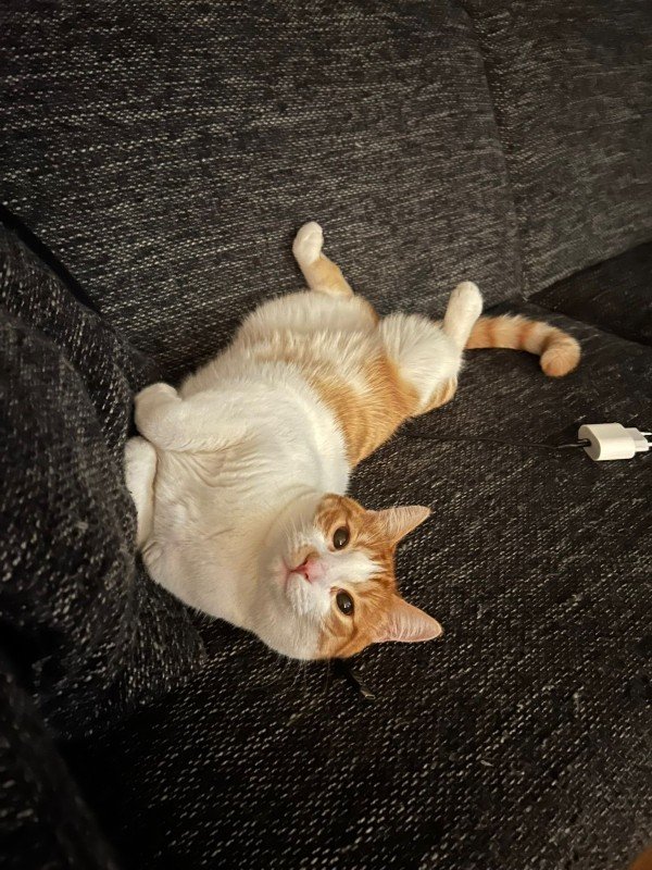 Tom