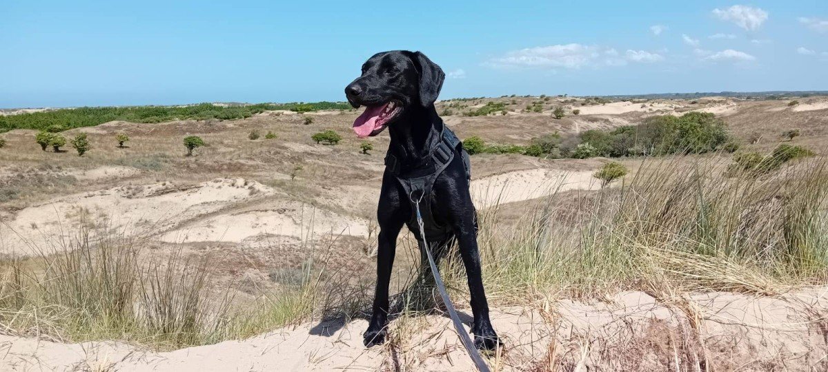 Bella