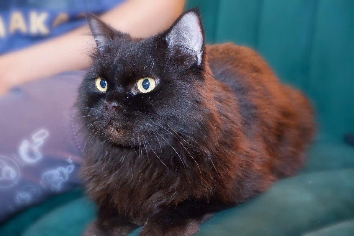 Gus