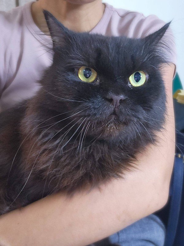 Gus