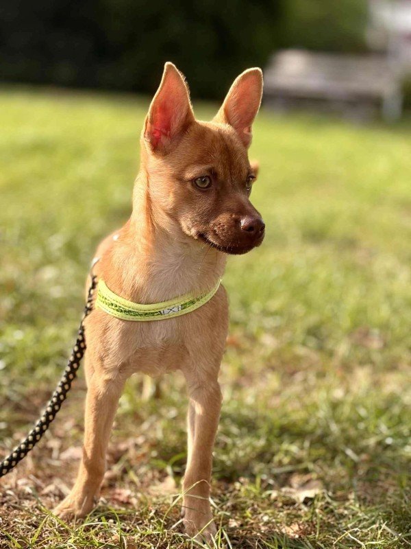 Nilo