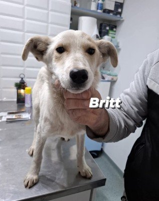 Britt