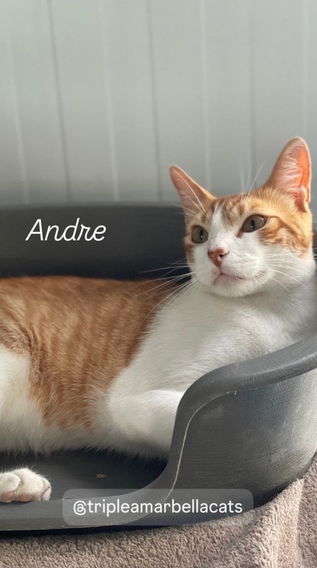 Andre